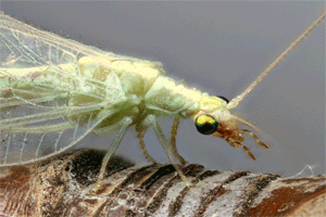 lacewinganimation20090731.gif